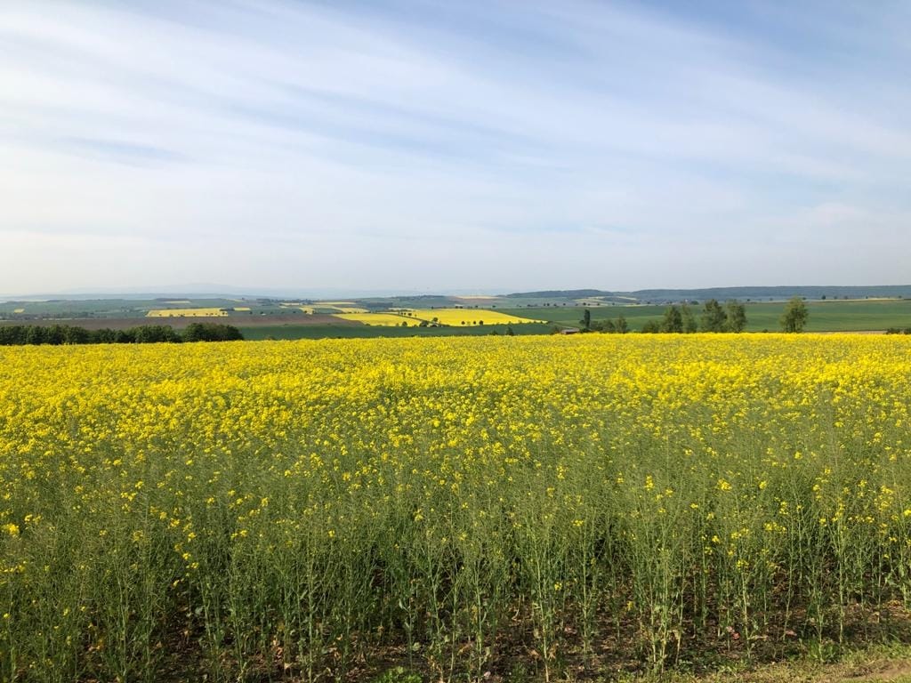 Himmelfahrt Rapsfeld Himmelfahrt Rapsfeld