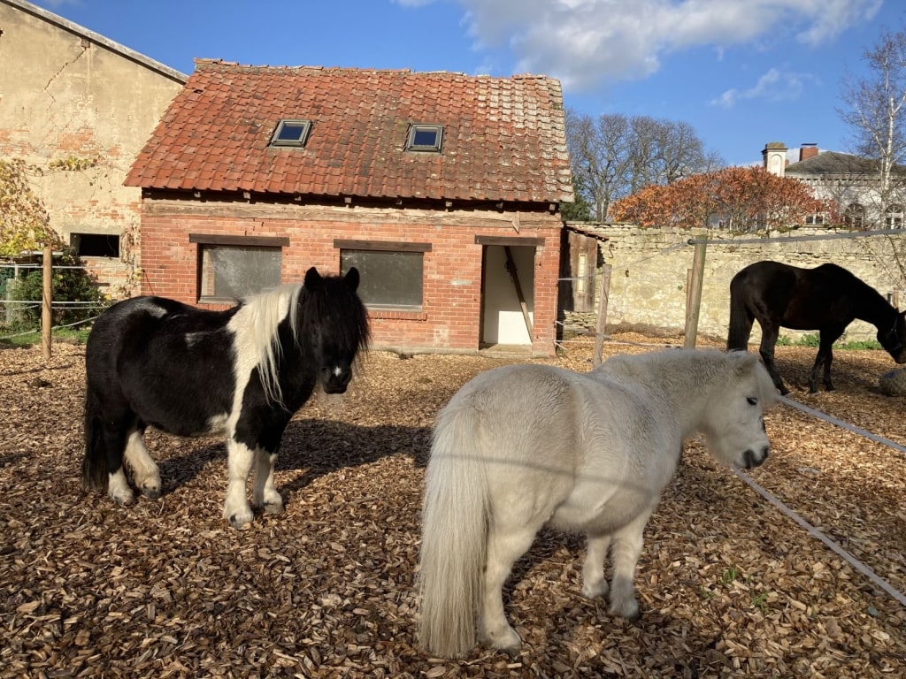 Pony Shettys Rittergut Lucklum Pony Shettys Rittergut Lucklum