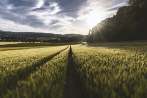 Feldlandschaft