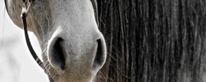 Pferd Rittergut Lucklum