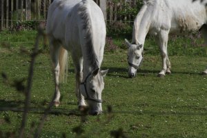 Rittergut Lucklum Park