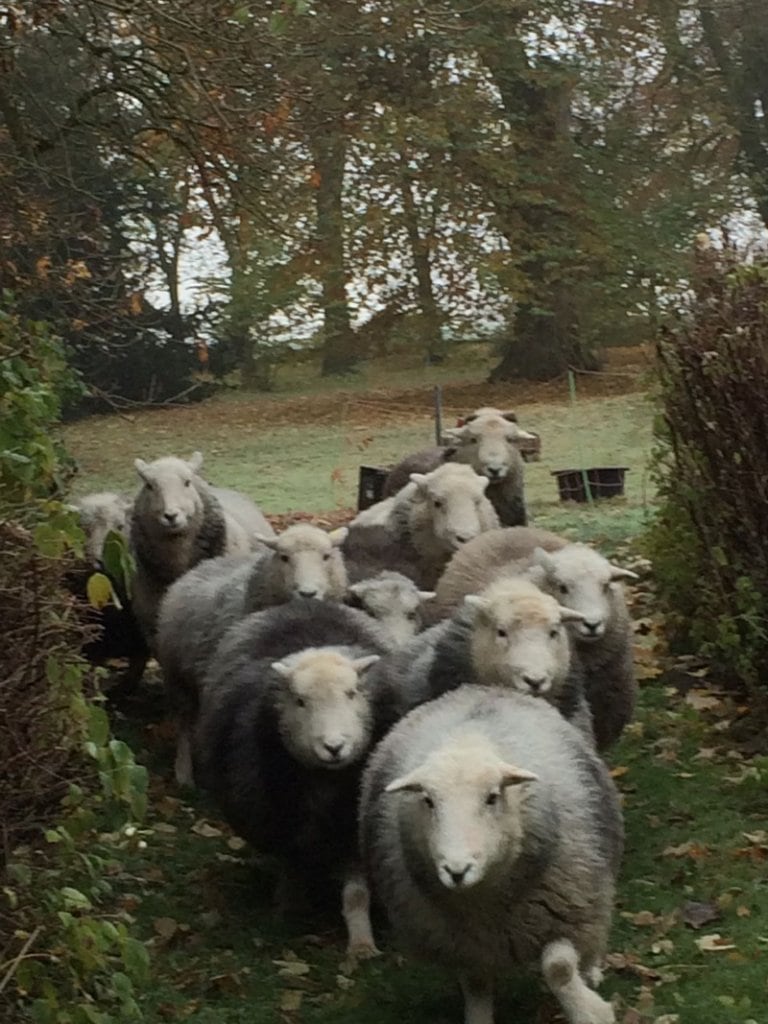 Schafe Umzug
