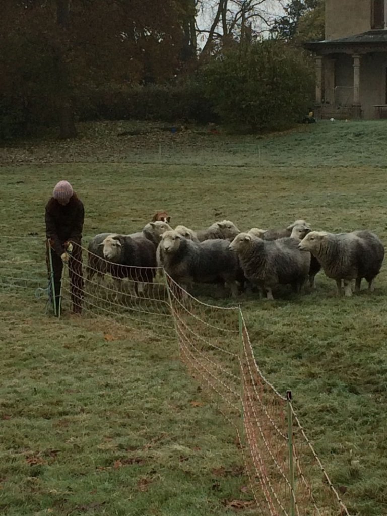 Schafe Umzug